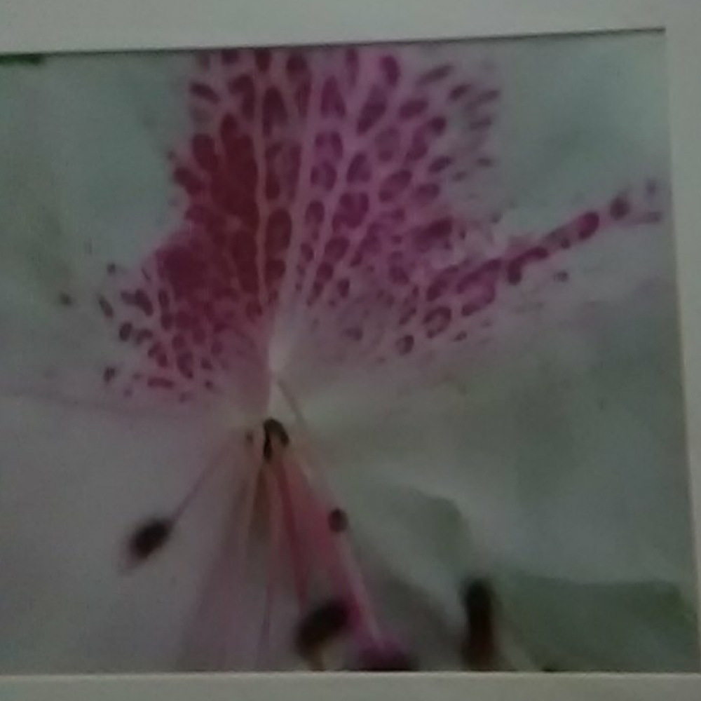 Original Photograph - Picture 2 of 2
